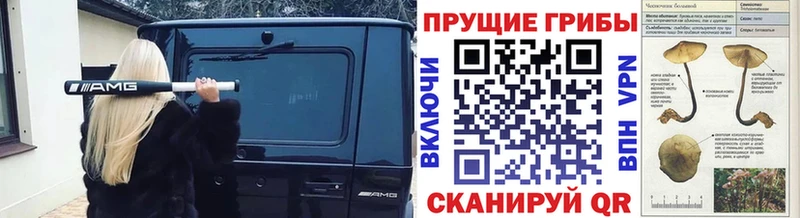 Псилоцибиновые грибы Cubensis  Томск 